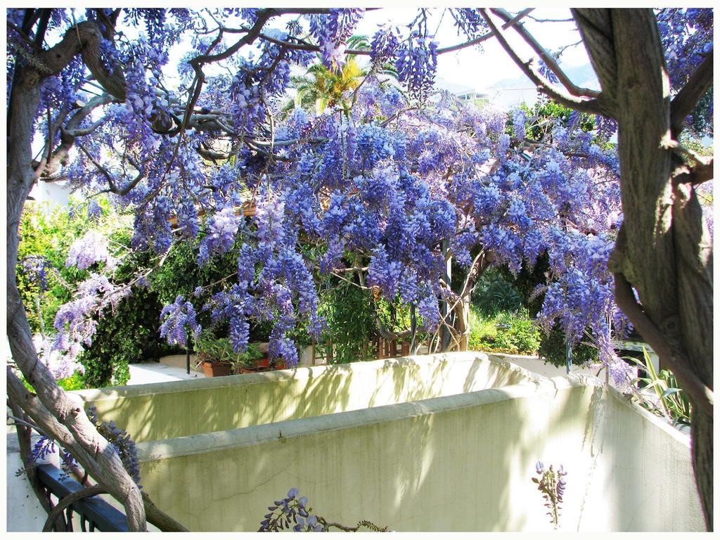 B&B La Salamandra Kitchengarden Forio di Ischia Zewnętrze zdjęcie